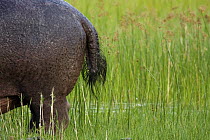 Hippopotamus (Hippopotamus amphibius) tail, Moremi Game Reserve, Okavango Delta, Botswana
