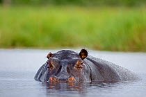 Hippopotamus (Hippopotamus amphibius) male in the water, Moremi Game Reserve, Okavango Delta, Botswana