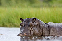 Hippopotamus (Hippopotamus amphibius) male in the water, Moremi Game Reserve, Okavango Delta, Botswana