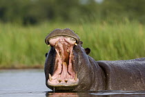 Hippopotamus (Hippopotamus amphibius) male displaying, Moremi Game Reserve, Okavango Delta, Botswana