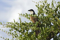 Coppery-tailed Coucal (Centropus cupreicaudus) perched in a bush on the Khwai River floodplain, Moremi Game Reserve, Okavango Delta, Botswana