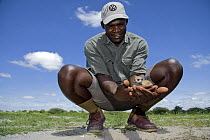 Meerkat (Suricata suricatta) baby held by guide, Gweta, Makgadikgadi Pans, Botswana