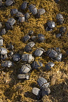 Dung Beetle (Kheper aegyptiorum) group on heap of dung, Khama Rhino Sanctuary, Serowe, Botswana