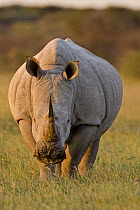 White Rhinoceros (Ceratotherium simum), Khama Rhino Sanctuary, Serowe, Botswana