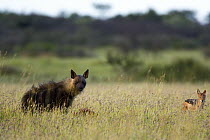 Brown Hyena (Hyaena brunnea) and Black-backed Jackal (Canis mesomelas) scavenging from carcass, Khama Rhino Sanctuary, Serowe, Botswana