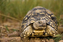 Leopard Tortoise (Geochelone pardalis), Botsalano Game Reserve, South Africa