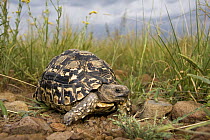 Leopard Tortoise (Geochelone pardalis), Botsalano Game Reserve, South Africa