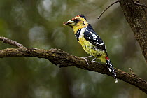 Crested Barbet (Trachyphonus vaillantii) with prey in its bill, Botsalano Game Reserve, South Africa