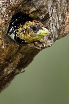Crested Barbet (Trachyphonus vaillantii) sticking its head outside nest hole, Botsalano Game Reserve, South Africa