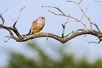 Lesser Kestrel (Falco naumanni) male perched on a tree branch, Botsalano Game Reserve, South Africa