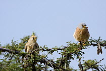 Lesser Kestrel (Falco naumanni) male and female perched on a tree, Botsalano Game Reserve, South Africa