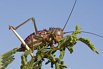 Koringkriek Armored Bush Cricket (Acanthoplus armativentris) on a branch, Gaborone Game Reserve, Botswana