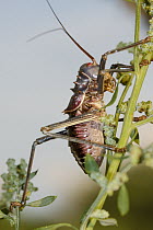 Koringkriek Armored Bush Cricket (Acanthoplus armativentris) on a plant stem, Gaborone Game Reserve, Botswana