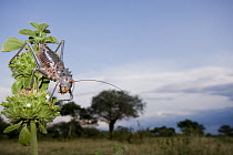Koringkriek Armored Bush Cricket (Acanthoplus armativentris), Gaborone Game Reserve, Botswana