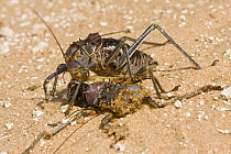 Koringkriek Armored Bush Cricket (Acanthoplus armativentris) feeding on another cricket, Central Kalahari Game Reserve, Botswana
