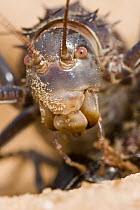 Koringkriek Armored Bush Cricket (Acanthoplus armativentris) portrait, Central Kalahari Game Reserve, Botswana