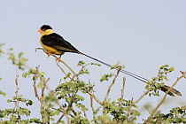 Queen Whydah (Vidua regia) male in breeding plumage, Khutse Game Reserve, Botswana