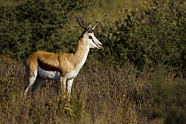 Springbok (Antidorcas marsupialis) in Kalahari landscape, Khutse Game Reserve, Botswana