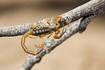 Scorpion (Parabuthus stridulus) on branch, Khutse Game Reserve, Botswana