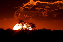 Sun setting behind trees, Mabuakolobe Pan, Khutse Game Reserve, Botswana