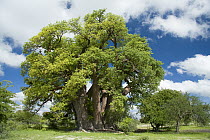 Baobab (Adansonia digitata), Gweta, Makgadikgadi Pans, Botswana