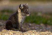 Arctic Fox (Alopex lagopus) kit, Svalbard, Norway