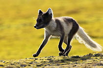 Arctic Fox (Alopex lagopus) running on the tundra, Svalbard, Norway