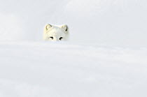 Arctic Fox (Alopex lagopus) looking out from the snow, Norway
