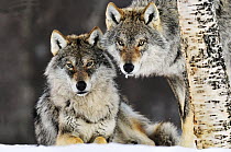 Gray Wolf (Canis lupus) pair in the snow, Norway