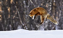 Red Fox (Vulpes vulpes) pouncing on prey under the snow, Norway