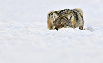 Gray Wolf (Canis lupus) lying flat in the snow with eyes closed, Norway