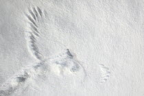 Northern Hawk Owl (Surnia ulula) imprint in the snow, Norway