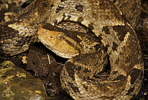 Fer-de-lance (Bothrops asper) in defensive posture, venomous, Panama