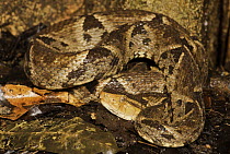 Fer-de-lance (Bothrops asper) in defensive posture, venomous, Panama