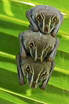 Striped Yellow-eared Bat (Vampyressa nymphaea) trio roosting in palm tree, Panama