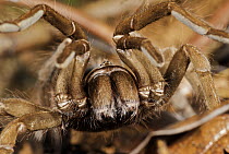 Tarantula (Theraphosidae) in threat posture, Panama