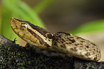 Fer-de-lance (Bothrops asper) young, venomous, Panama