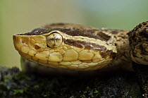 Fer-de-lance (Bothrops asper) juvenile, venomous, Panama