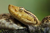 Fer-de-lance (Bothrops asper) juvenile, venomous, Panama