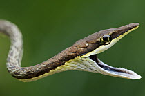Brown Vine Snake (Oxybelis aeneus) threat display, Panama