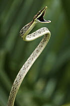 Brown Vine Snake (Oxybelis aeneus) threat display, Panama