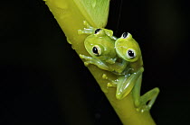 Leaf Frog (Cochranella spinosa) pair in amplexus, Panama