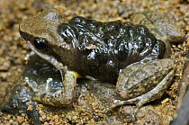 Common Rocket Frog (Colostethus inguinalis) male 'nurse' carrying tadpoles, Panama