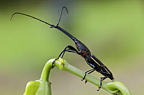 True Weevil (Curculionidae) carrying many mites, Panama