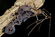 Thick-tailed Scorpion (Tityus pachyurus) devouring insect at night, Panama