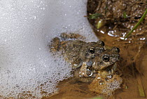 Tungara Frog (Physalaemus pustulosus) pair in amplexus at night, building foam nest for eggs, Panama