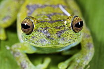 Cloud Forest Tree Frog (Hyla pellucens) portrait, western slope of the Andes Cloud Forest, Mindo, Ecuador