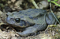 Cane Toad (Bufo marinus) at rest during the day, western slope of the Andes Cloud Forest, Mindo, Ecuador