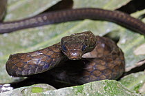 Large-scaled Black Tree Snake (Chironius grandisquamis) in threat posture, western slope of the Andes Cloud Forest, Mindo, Ecuador