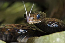 Large-scaled Black Tree Snake (Chironius grandisquamis) in threat posture, tongue-flicking, western slope of the Andes Cloud Forest, Mindo, Ecuador